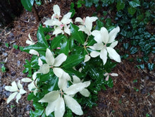 Illicium anisatum 'Hakko'