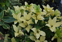Illicium anisatum 'Hakko'