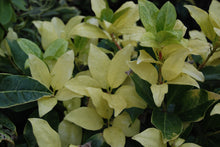 Illicium anisatum 'Hakko'