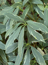 Illicium floridanum 'Grey Ghost'