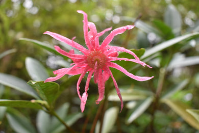 Illicium mexicanum (Yucca Do Collection)