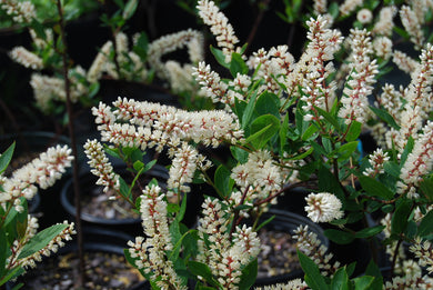 Itea virginica 'Japanese-American'