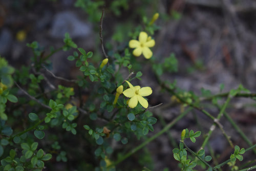 Jasminum parkeri