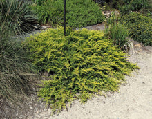 Juniperus conferta 'Golden Pacific'