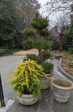 Juniperus conferta 'Golden Pacific'