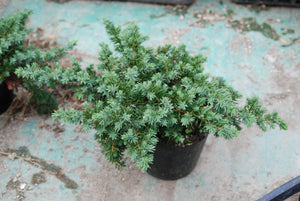 Juniperus conferta 'Blue Lagoon'