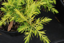 Juniperus conferta 'Golden Pacific'