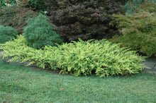 Juniperus conferta 'Golden Pacific'