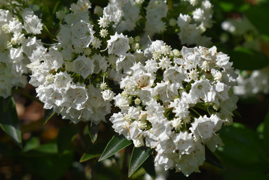 Kalmia latifolia 'Pristine'