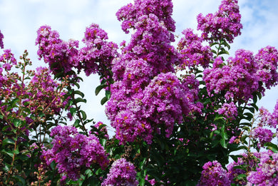 Lagerstroemia indica 'Catawba'