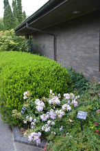 Lagerstroemia 'Lafayette'