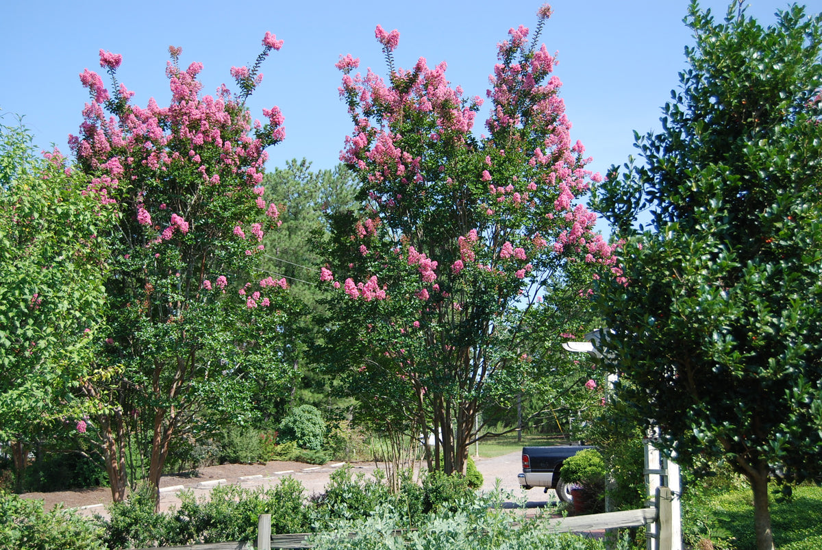 Lagerstroemia 'Sioux' Nurseries Caroliniana