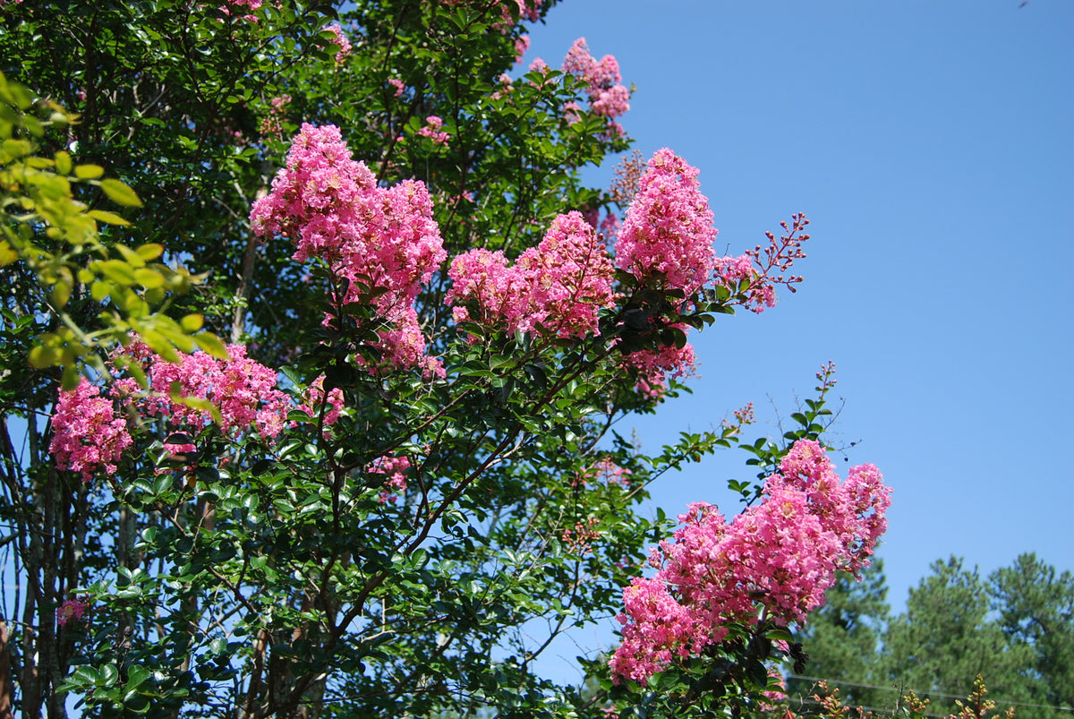 Lagerstroemia 'Sioux' Nurseries Caroliniana