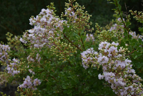 Lagerstroemia 'Lafayette'