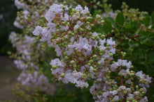 Lagerstroemia 'Lafayette'