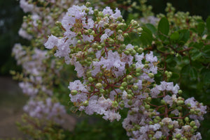 Lagerstroemia 'Lafayette'