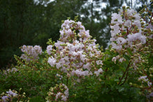 Lagerstroemia 'Lafayette'