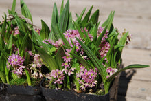 Ledebouria cooperi