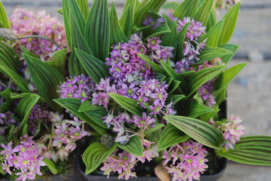 Ledebouria cooperi