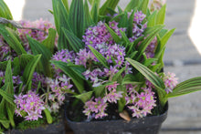 Ledebouria cooperi