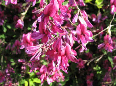 Lespedeza thunbergii 'Little Buddy'