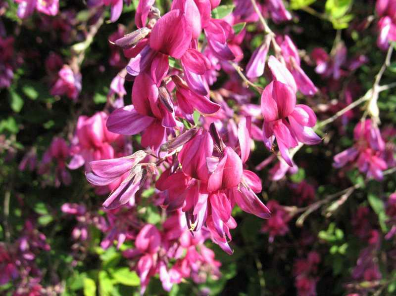 Lespedeza thunbergii 'Little Buddy'