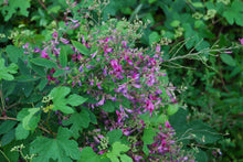 Lespedeza thunbergii 'Little Buddy'