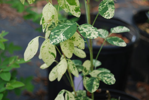 Lespedeza thunbergii 'Spilt Milk'