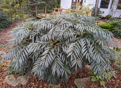 Mahonia eurybracteata 'Indianola Silver'