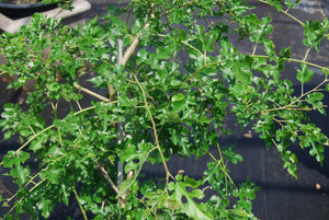 Morus alba pendula 'Chaparral'