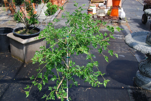 Morus alba pendula 'Chaparral'