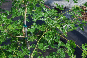 Morus alba pendula 'Chaparral'