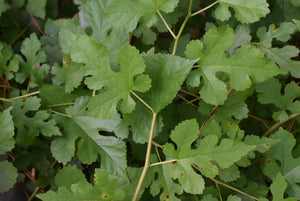 Morus alba pendula 'Chaparral'