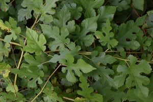 Morus alba pendula 'Chaparral'