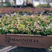 Nandina domestica 'Twilight' PP2602S