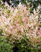 Nandina domestica 'Twilight' PP2602S