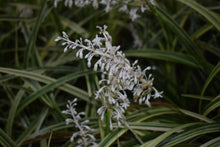 Ophiopogon jaburan 'Vittatus'