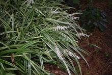 Ophiopogon jaburan 'Vittatus'