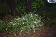 Ophiopogon jaburan 'Vittatus'