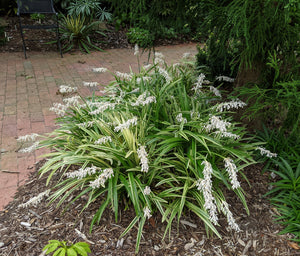 Ophiopogon jaburan 'Vittatus' – Nurseries Caroliniana