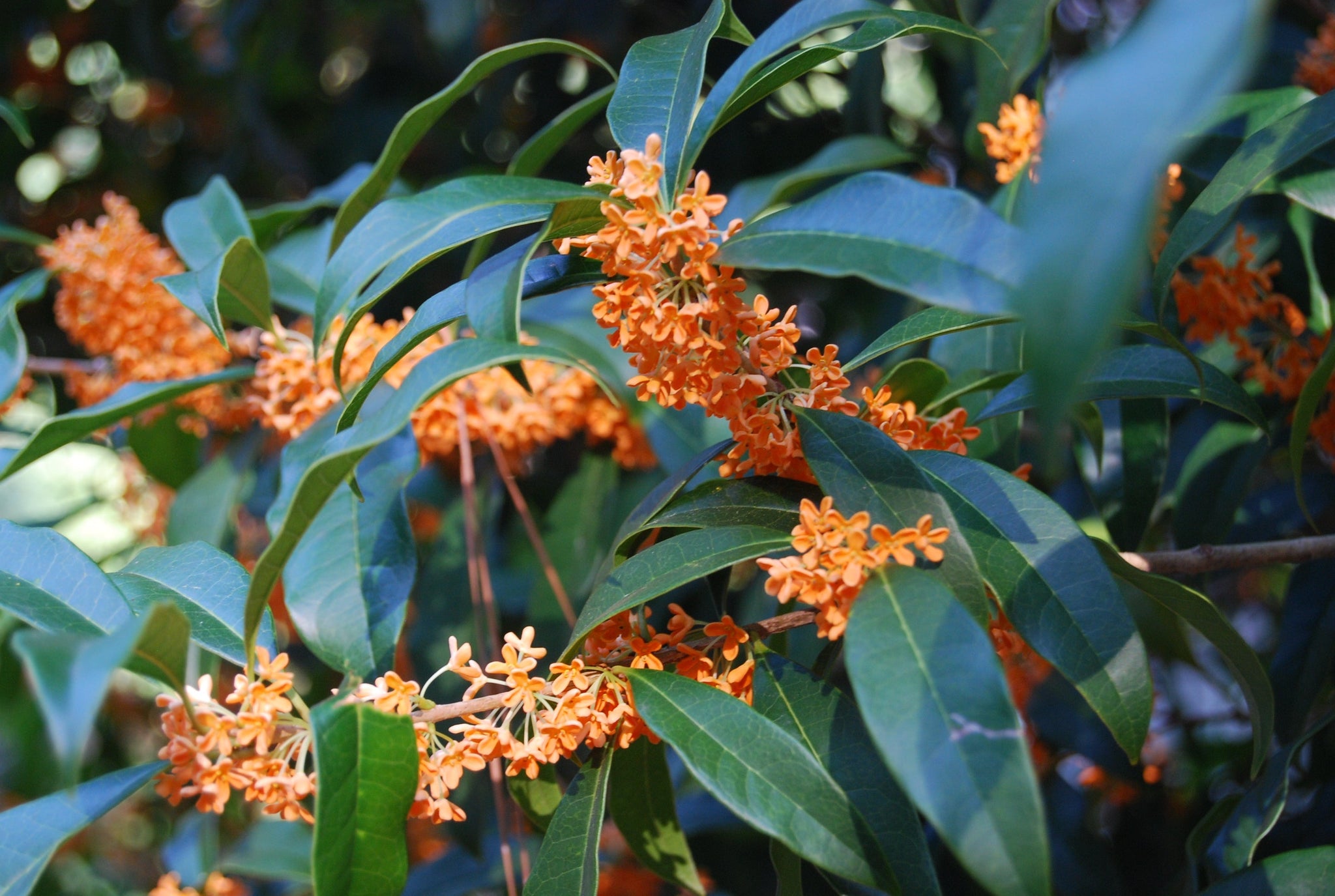 Osmanthus Fragrans Aurantiacus Nurseries Caroliniana osmanthus-fragrans-aurantiacus-nurseries-caroliniana
