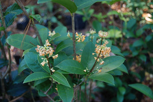 Osmanthus fragrans 'Tianxiang Taige'