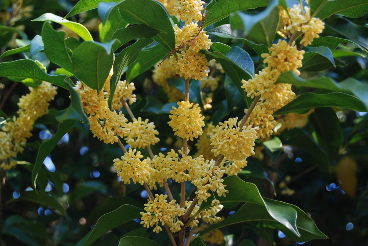 Fragrans Osmanthus fragrans thunbergii – Nurseries Caroliniana