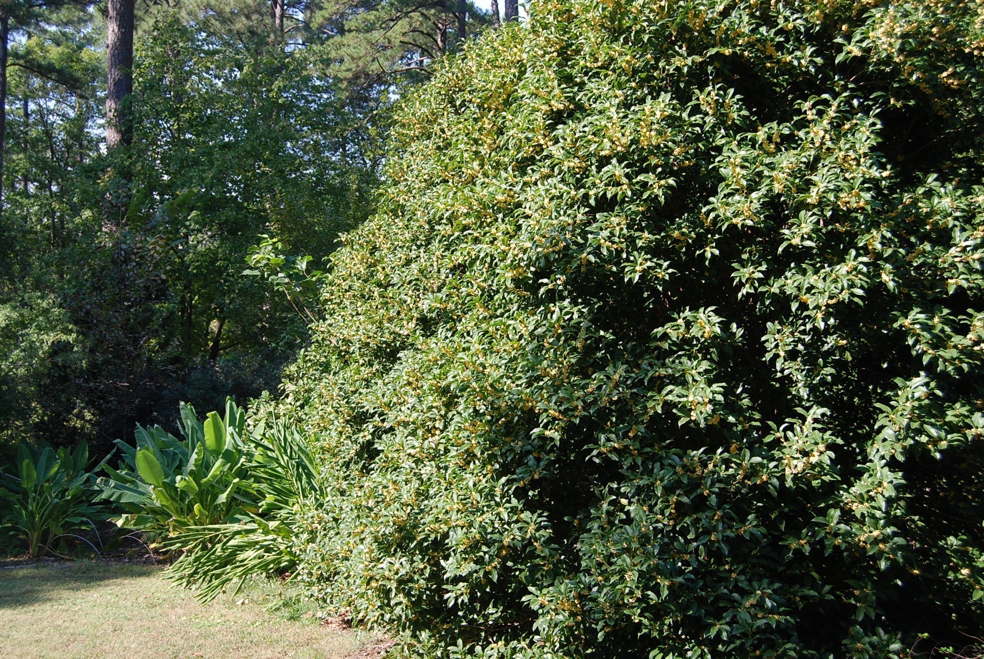 Fragrans Osmanthus fragrans thunbergii – Nurseries Caroliniana