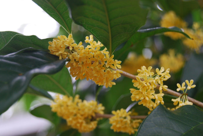 Osmanthus fragrans thunbergii