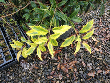 Osmanthus armatus 'Zip Line'