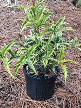 Osmanthus armatus 'Zip Line'