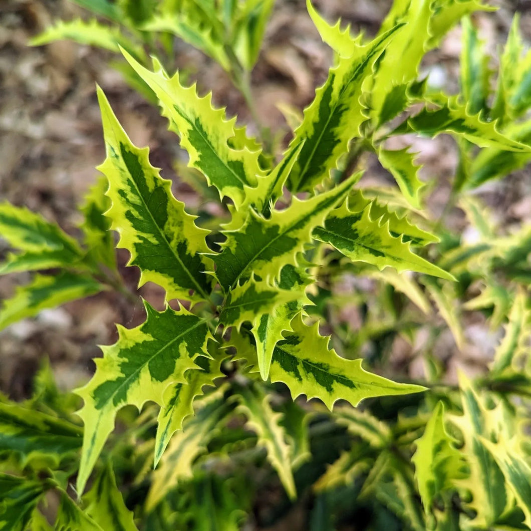 【Osmanthus プロフ必読】 Osmanthus armatus 'Zip Line' – Nurseries Caroliniana