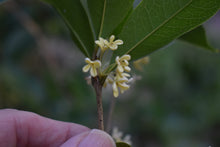 Osmanthus fragrans 'Angyo Compact'
