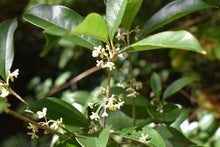 Osmanthus fragrans 'Angyo Compact'